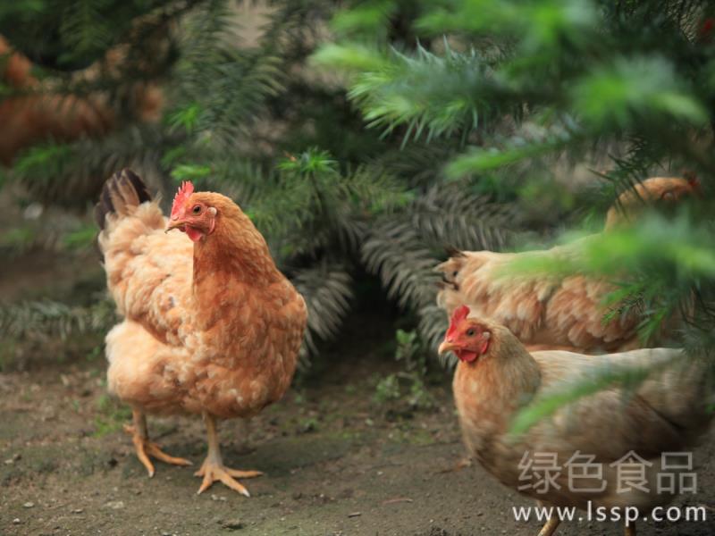 经过炎夏蛋鸡体质下降入秋蛋鸡饲喂管理方法