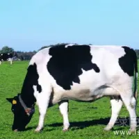 胀气严重会窒息身亡夏季如何预防奶牛胀气