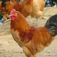 肠毒综合症减缓鸡生长如何防治鸡肠毒综合症