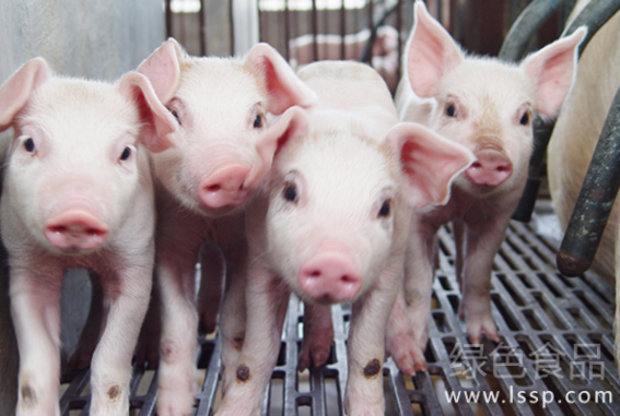 保育猪管理得当效益好如何饲养和管理保育猪