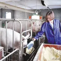 夏季猪采食少抗病力差夏季养殖三项关键措施