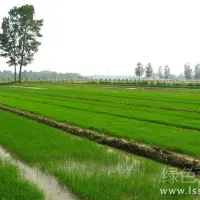 盐碱地水稻田的改良方法和培肥措施