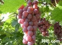 红宝石无核葡萄要怎么种植？