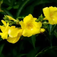 黄蝉花的繁殖方式