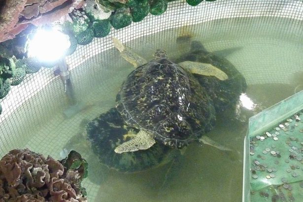 地下室囚禁海龟当许愿池，澎湖大义宫涉虐待“跟一个痛苦的生物许愿，会有什么结果？”
