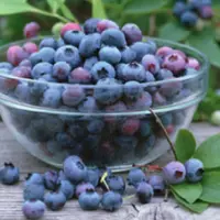 一次吃250g蓝莓会死吗