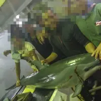 EJF揭露台湾渔船血腥屠杀！杀海豚以钓鲨鱼，割鲨鱼鳍弃身，呼吁严加管理