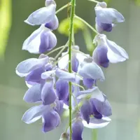 紫藤花有毒吗，紫藤花能在室内养殖吗/有毒但可以养在室内