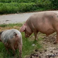 不同阶段母猪体况不同母猪不同阶段饲料配方