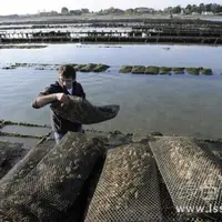 滩涂养殖牡蛎效益好牡蛎高产立式养殖要点