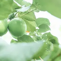 《透南风。旬味》蜜枣，恶地土壤中的绿珍珠