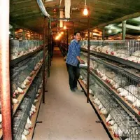 种蛋破损影响养鸡收益如何防治笼养肉鸡破蛋