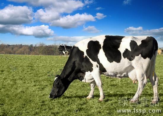如何保障奶牛健康成长奶牛日常管理三项措施