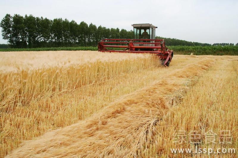 抗旱耐寒适应性广大麦高产栽培技术