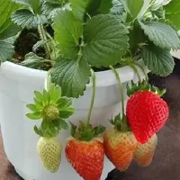 盆栽草莓不开花怎么办一盆种几颗