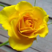 黄玫瑰怎么种植和什么花搭配送人比较好