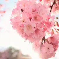 樱花树种植技术和樱桃树的区别