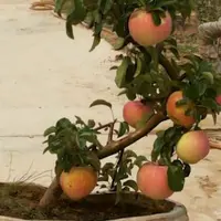 苹果盆景怎么种植价格是多少