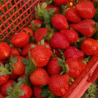 牛奶草莓种植技术病虫害防治方法有哪些
