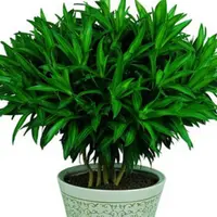 百合竹的繁殖方法有哪些花语是什么