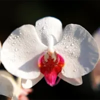 蝴蝶兰的繁殖方法花语是什么