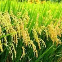 2018年水稻种植前景怎么样？
