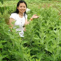 让中国艾草产业走向国际