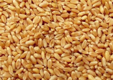 未来小麦价格预测分析：2018年小麦价格会上涨吗？
