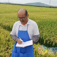 朱邦辉：水稻育种17年，硕果累累