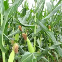 玉米面积减少,2017年玉米价格会涨吗?
