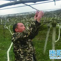 贵州贵阳：技术富农万亩猕猴桃园孕育“致富果”