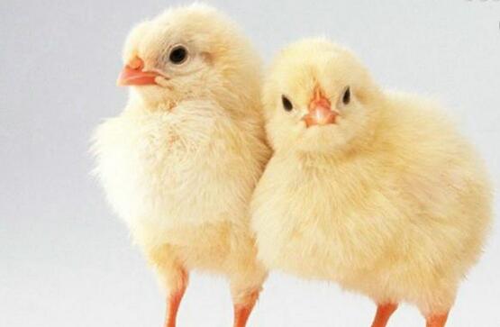 白羽肉鸡种鸡苗价格猛涨10倍专家预测：高价至少持续到2017年