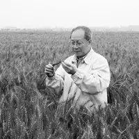 工程院刘大钧:研究小麦遗传育种60余年
