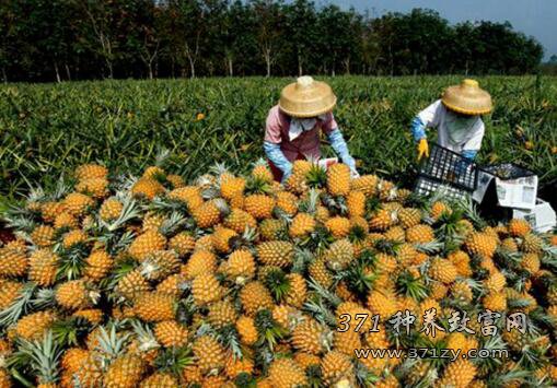 海南万宁菠萝滞销价格低迷，一亩菠萝收入2000元种植户难赚钱