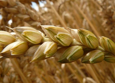 2017未来小麦价格行情走势预测：明年小麦价格或将大涨