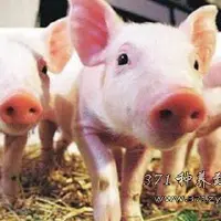 2017年养猪还赚钱吗能否延续2016的超级金猪年