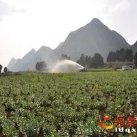 义龙试验区狮子山：土地流转种蚕豆助力农民致富奔小康