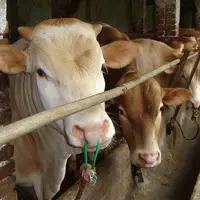 农村养牛有补贴吗？