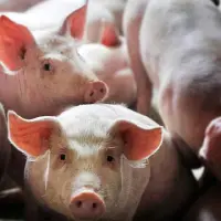 农村养猪有补贴吗？