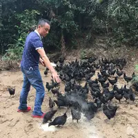 长沙县贫困户“抱团”养鸡致富户均增收5000元