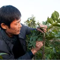 安徽长丰：生态农业助力精准扶贫