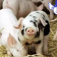 2016年畜牧补贴知多少，500头猪补贴20万，农民有福了！