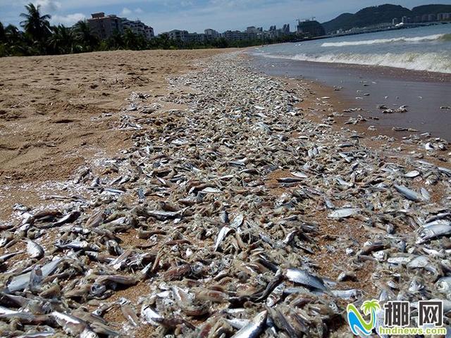 三亚湾现大量死鱼系渔民用非法地拖网捕鱼导致渔网泄落