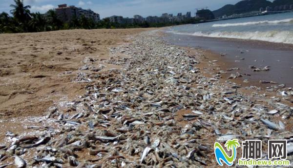 三亚湾近600米海滩现大量死鱼相关部门已介入调查