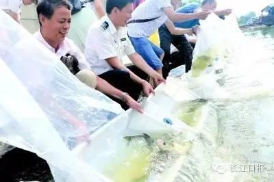 食人鱼的近亲跑到长江里去了？还有市民一次往江里放了40卡车鱼！