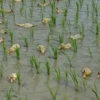 农村水稻田里有一群鸭子，居然是故意养的！