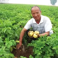 邯郸“土豆专家”带领乡亲致富