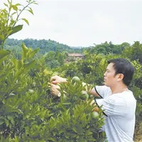 四川丰裕果农初尝柑橘品种改良甜头