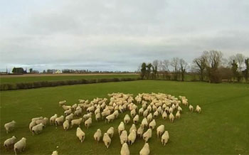 一人放养1200只羊无人机的“鞭子”长