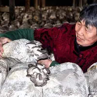 滨州农妇靠科技致富成远近闻名“蘑菇王”